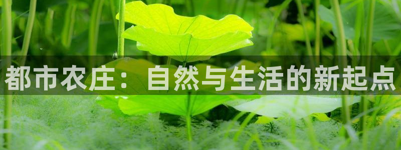 金年会拼音