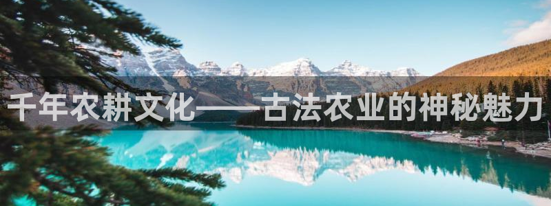 金实年会