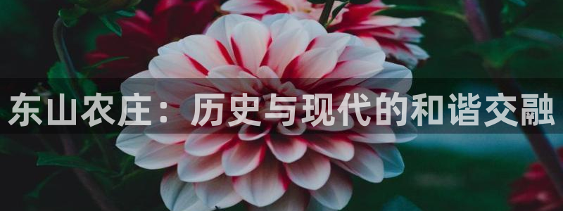 金年会是赌博的吗