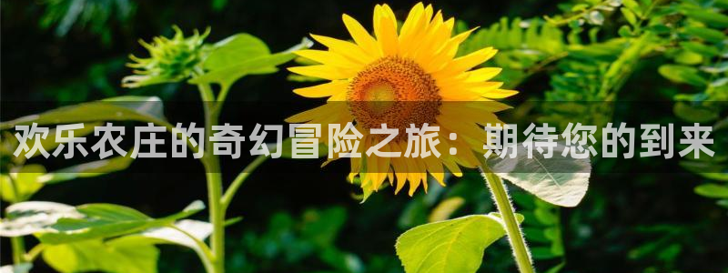 金 金年会