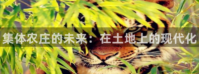 体育金年会