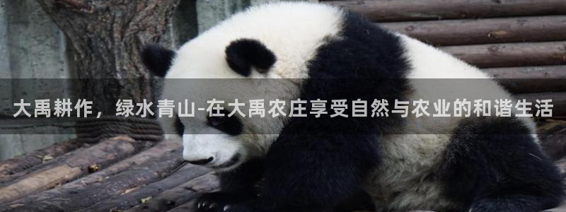 金齿科年会