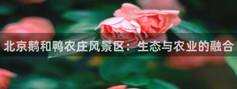 金实年会