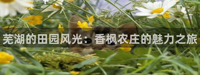 澳门与金年会的关系